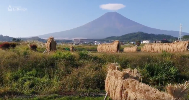 富士吉田市では9月の終わりから10月中旬までに稲刈りが行われますが、さきほどご紹介した大きな農機（コンバイン）を使わず、昔ながらの「ハゼ干し」を行う田んぼもあります。

稲刈りが終わると、富士山の麓の町である富士吉田市は、もう冬の準備が始まります。