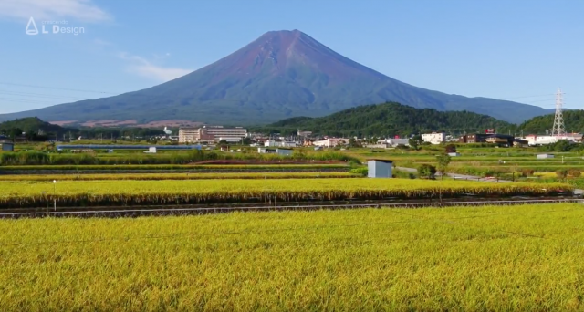 富士山と稲刈りをドローンで空撮